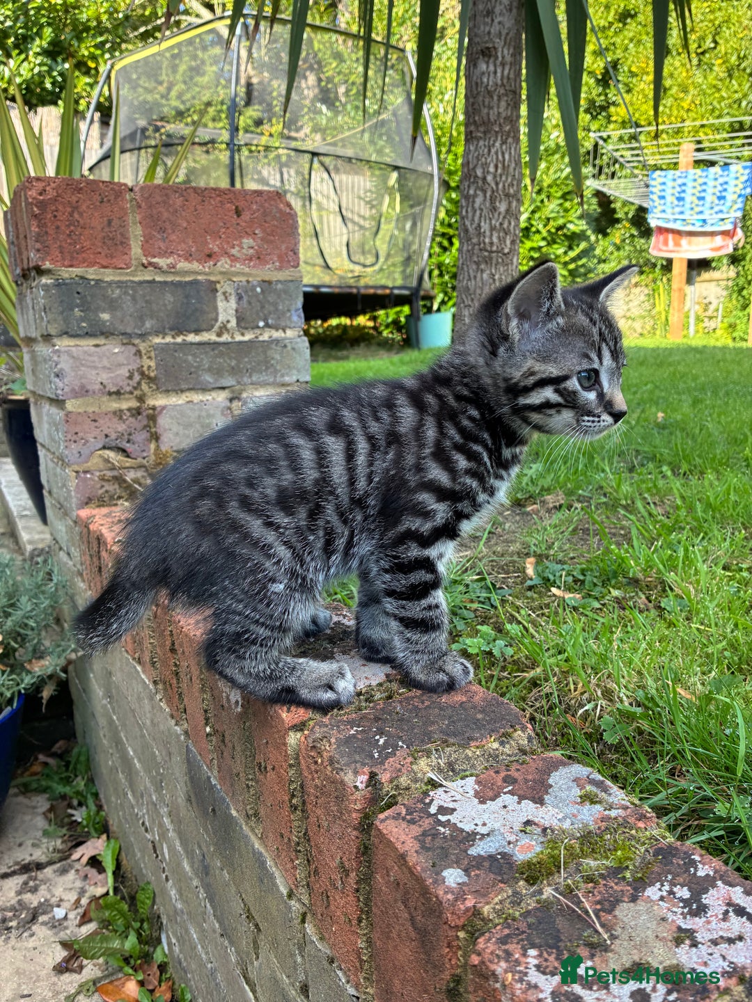 Mixed Breed cats for sale: Adorable Playful Happy Mixed breed kittens - Image 8