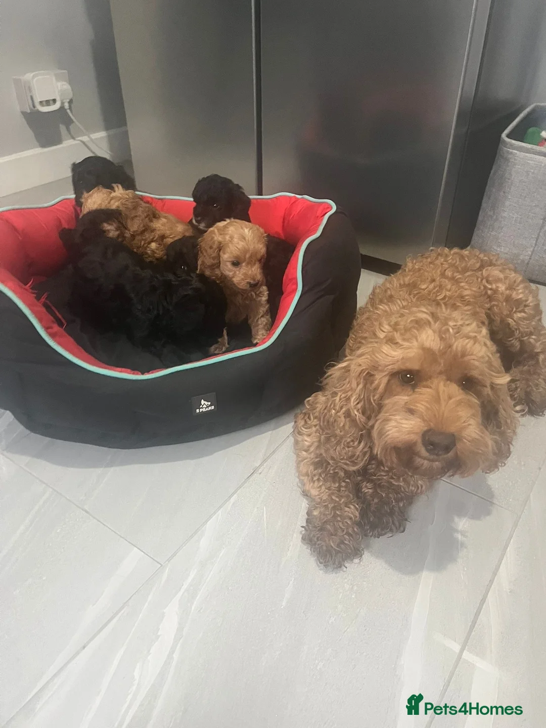 Cavapoo dogs for sale: Adorable toy cavapoo puppies health tested  - Advert 2