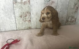 Cocker Spaniel dogs for sale: Adorable Kc reg Cocker pups - Image 15