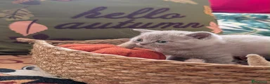 British Shorthair 3