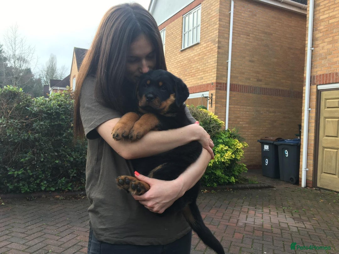 Rottweiler dogs for sale: Xx Pure GERMAN CH ROTTWEILERS xX - Advert 4