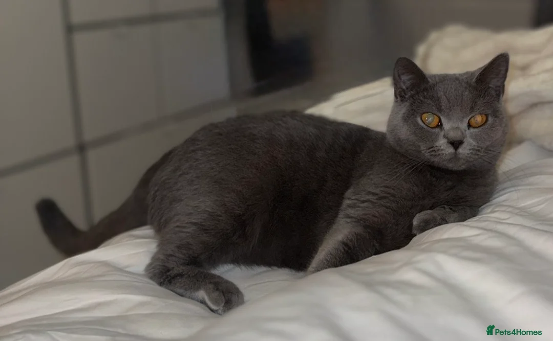 British Shorthair cats for sale: 2 gorgeous BSH kittens😍✨ - Advert 1