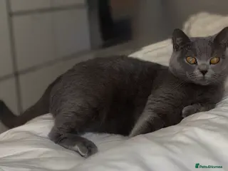 British Shorthair cats 2 gorgeous BSH kittens😍✨ - Advert 1