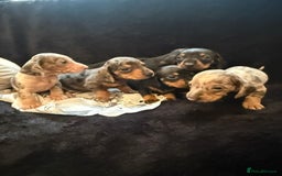 Miniature Dachshund dogs for sale: Beautiful litter of miniature dachshunds - Image 2