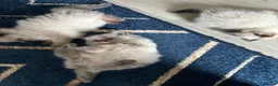 Ragdoll cats for sale: Stunning fur purebred ragdolls - Advert 21