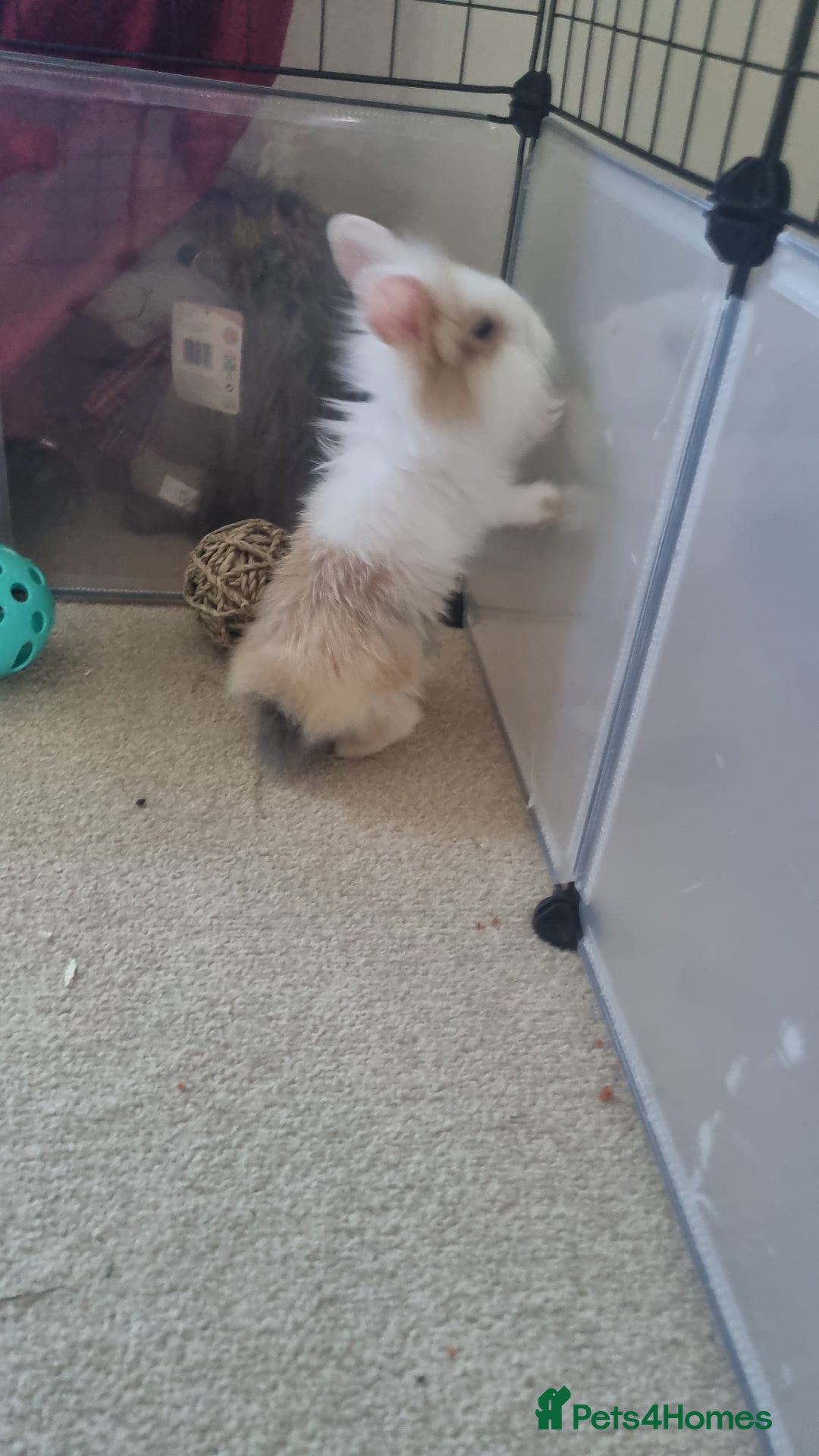 Lionhead rabbits for sale: Male lionlop - Advert 4