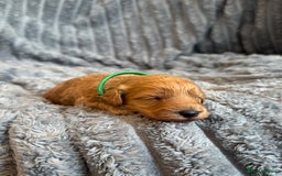 Cavapoo dogs for sale: Beautiful Cavapoo Puppies🐶 - Image 9