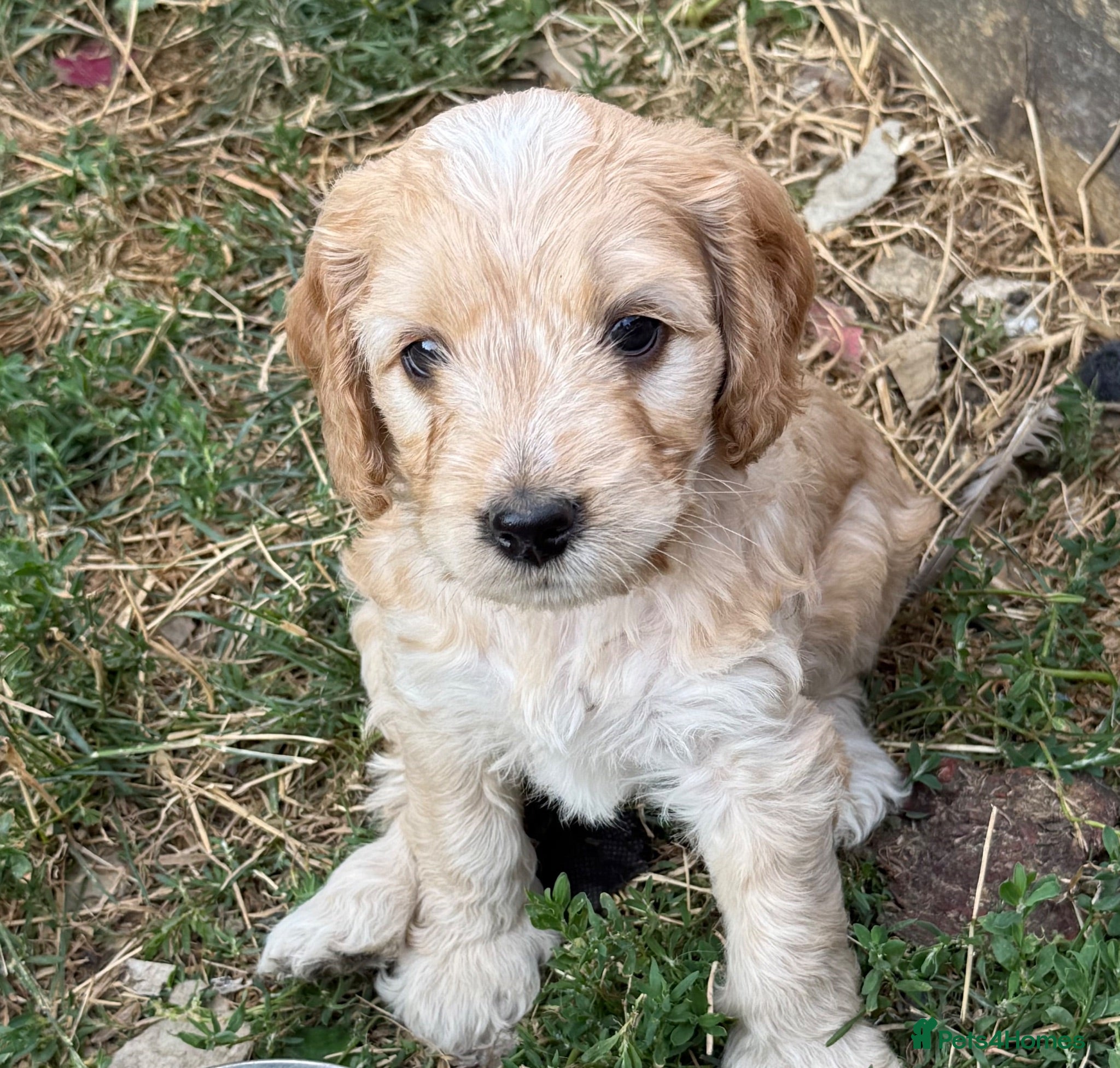 Cockapoo dogs F1  STUNNING COCKAPOOS - 1 BOY LEFT  - Advert 2