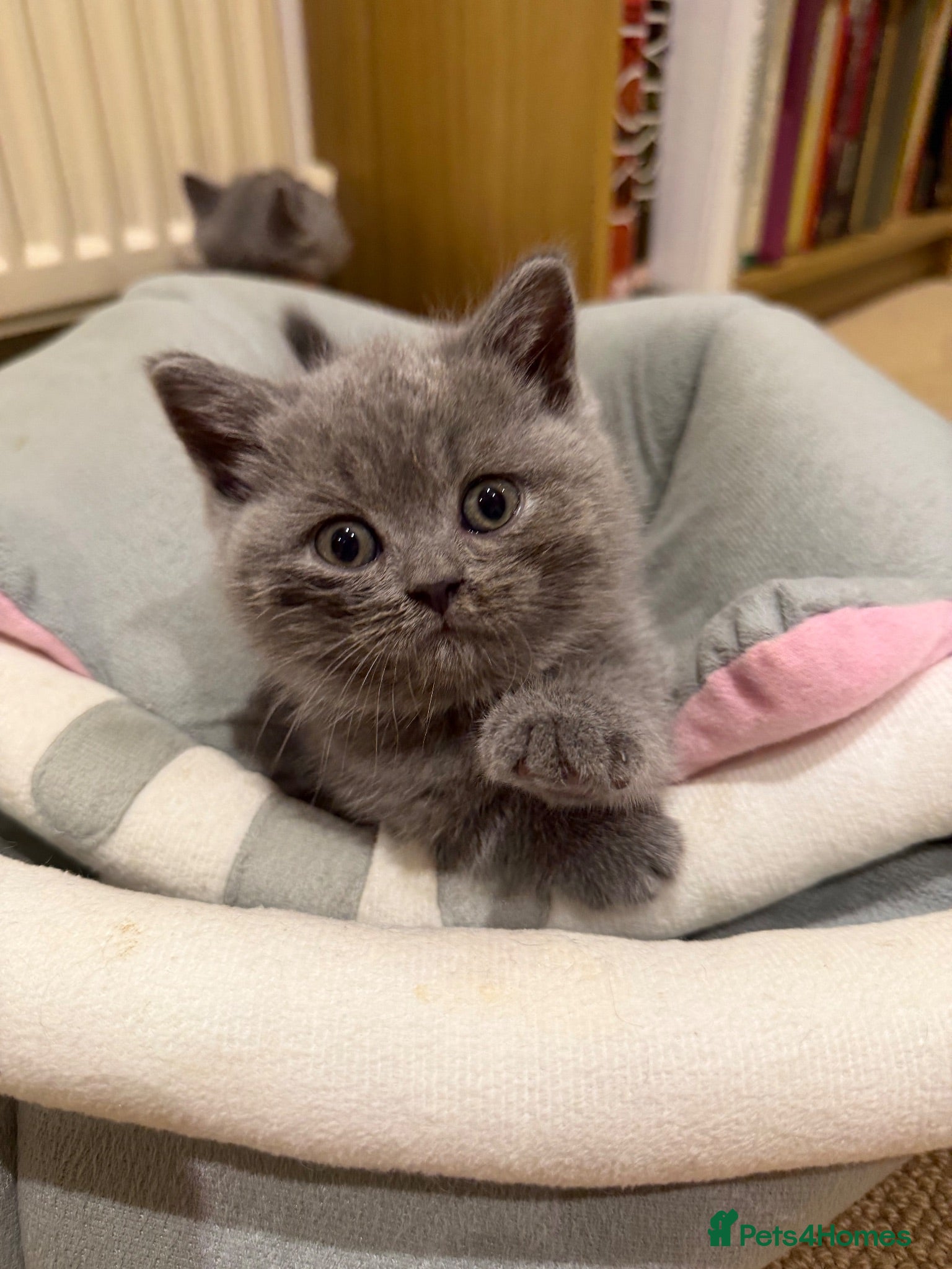 Scottish Fold cats Gorgeous Scottish Straight kittens - Advert 13