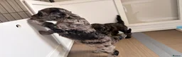 Cockapoo dogs for sale: STUNNING TOY COCKAPOOS  in Withernsea - Advert 18