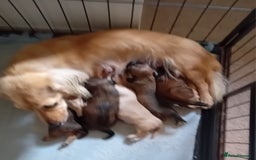 Miniature Dachshund dogs for sale: KC Reg. Mini Longhaired pups - Image 2