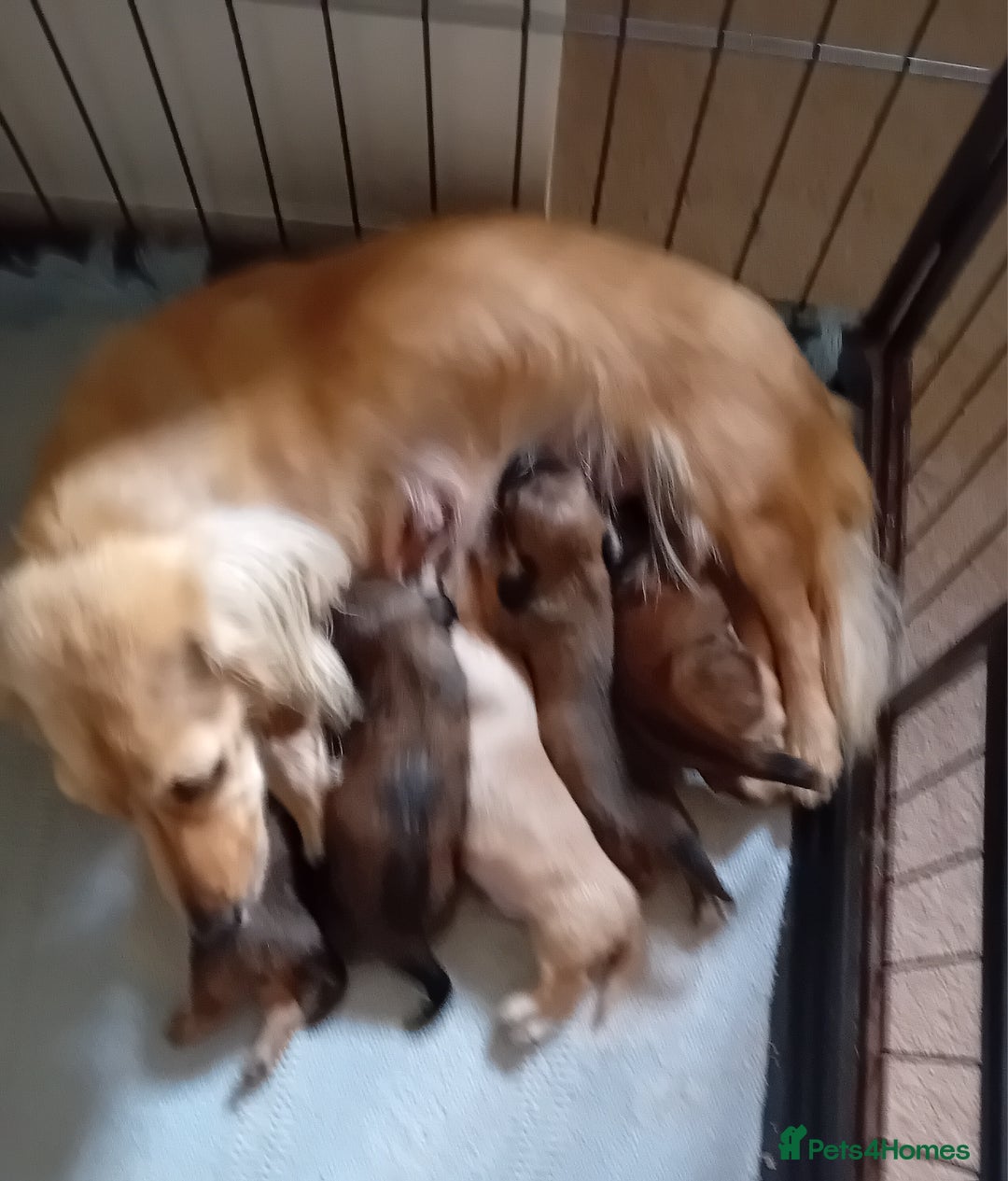 Miniature Dachshund dogs for sale: KC Reg. Mini Longhaired pups - Image 2