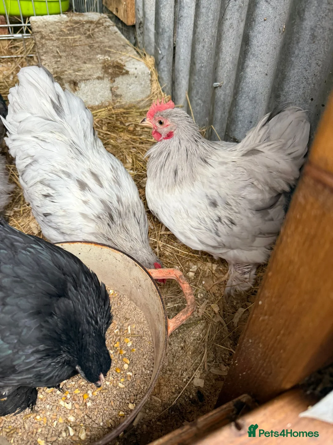 Chickens poultry for sale: Pekin bantams pol - Advert 2