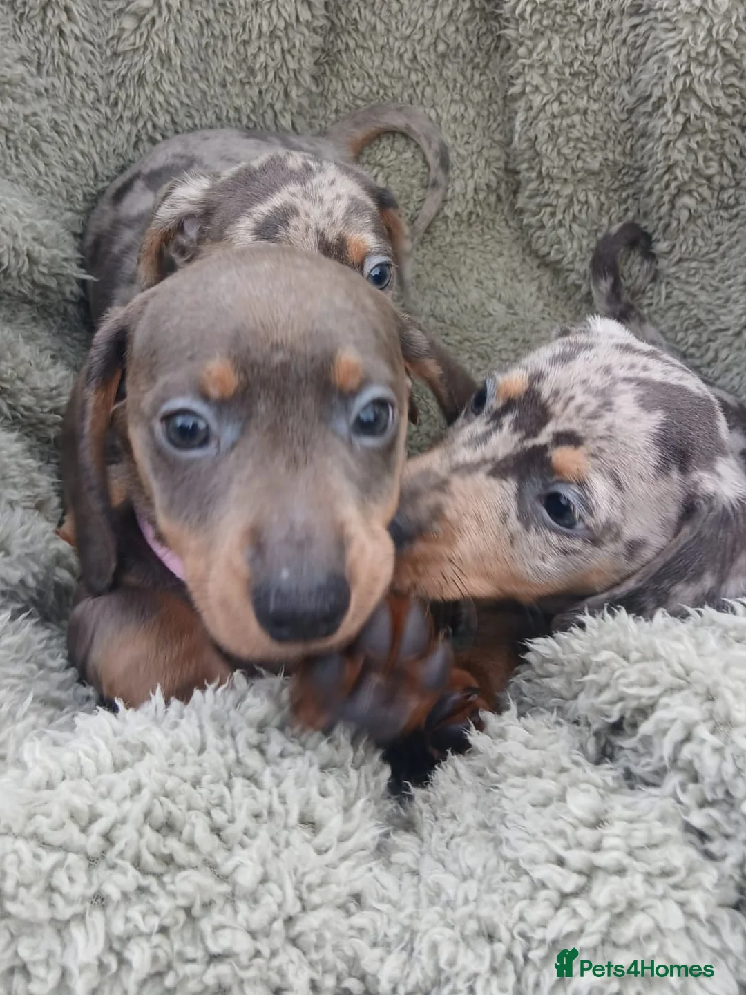 Miniature Dachshund dogs for sale: miniature dachshund puppies  - Advert 8
