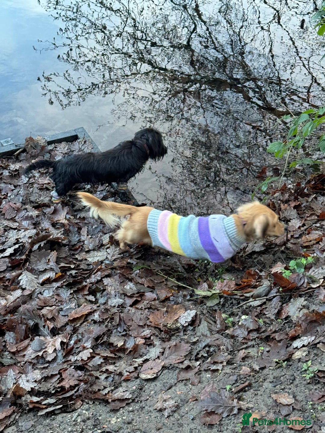 Miniature Dachshund dogs for sale: KC reg Female Wire Haired Mini Dachshund  - Advert 10