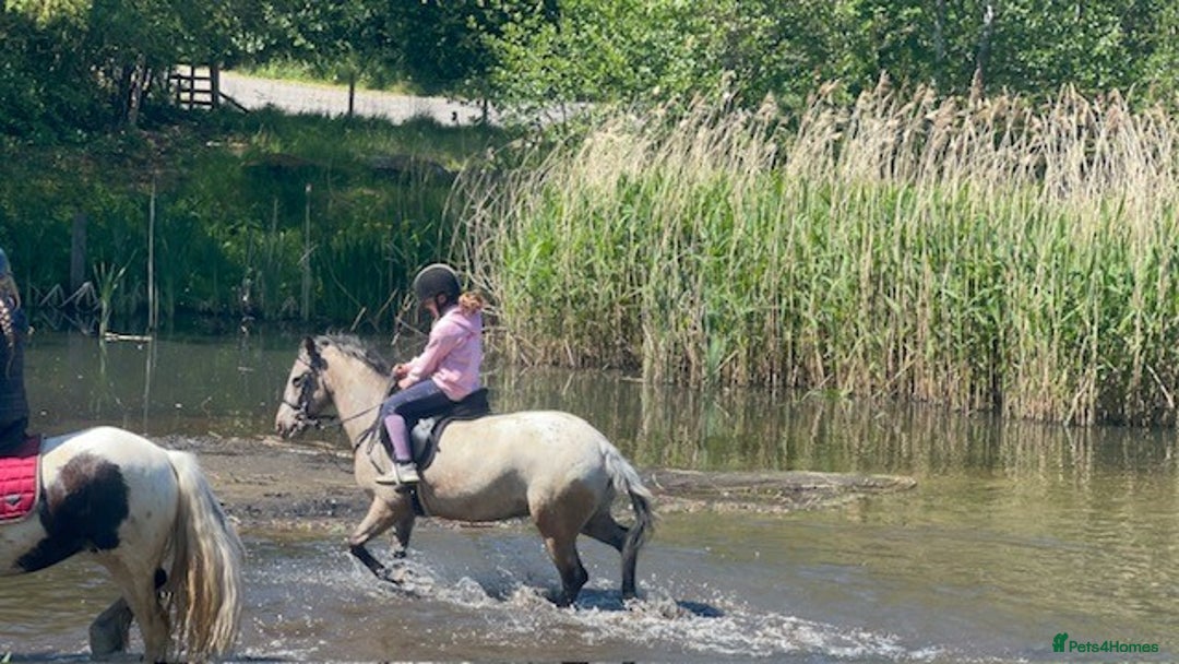 Appaloosa horses for sale: 13.1 hh Appaloosa Mare  - Image 7