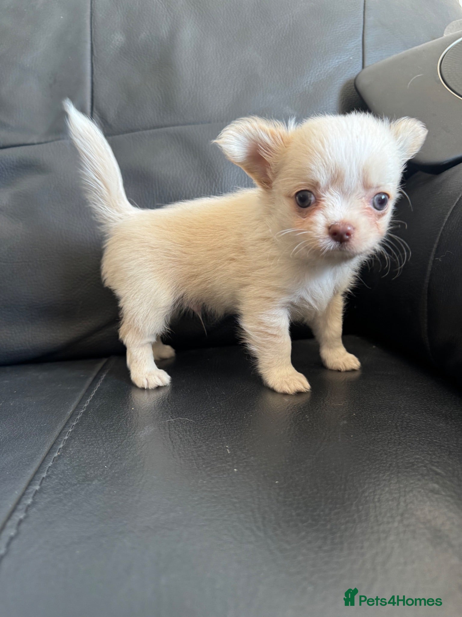Chihuahua dogs Gorgeous Chihuahua boy puppy - Advert 2