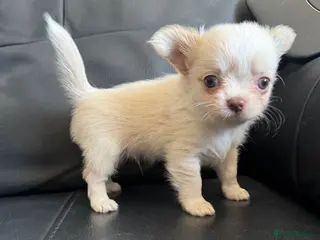 Chihuahua dogs Gorgeous Chihuahua boy puppy - Advert 2