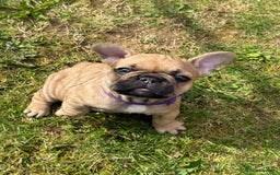 French Bulldog dogs for sale: KC HEALTH TESTED STANDARD FRENCH BULLDOG PUPS - Image 1