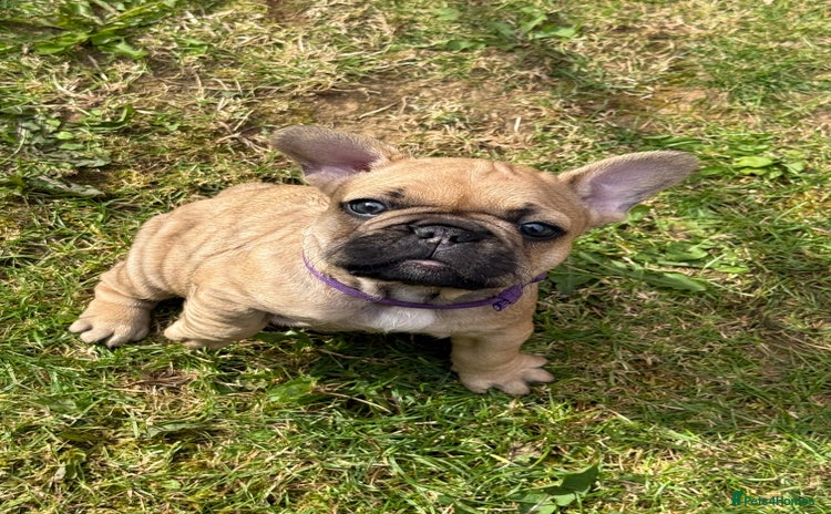 French Bulldog dogs - Advert 2