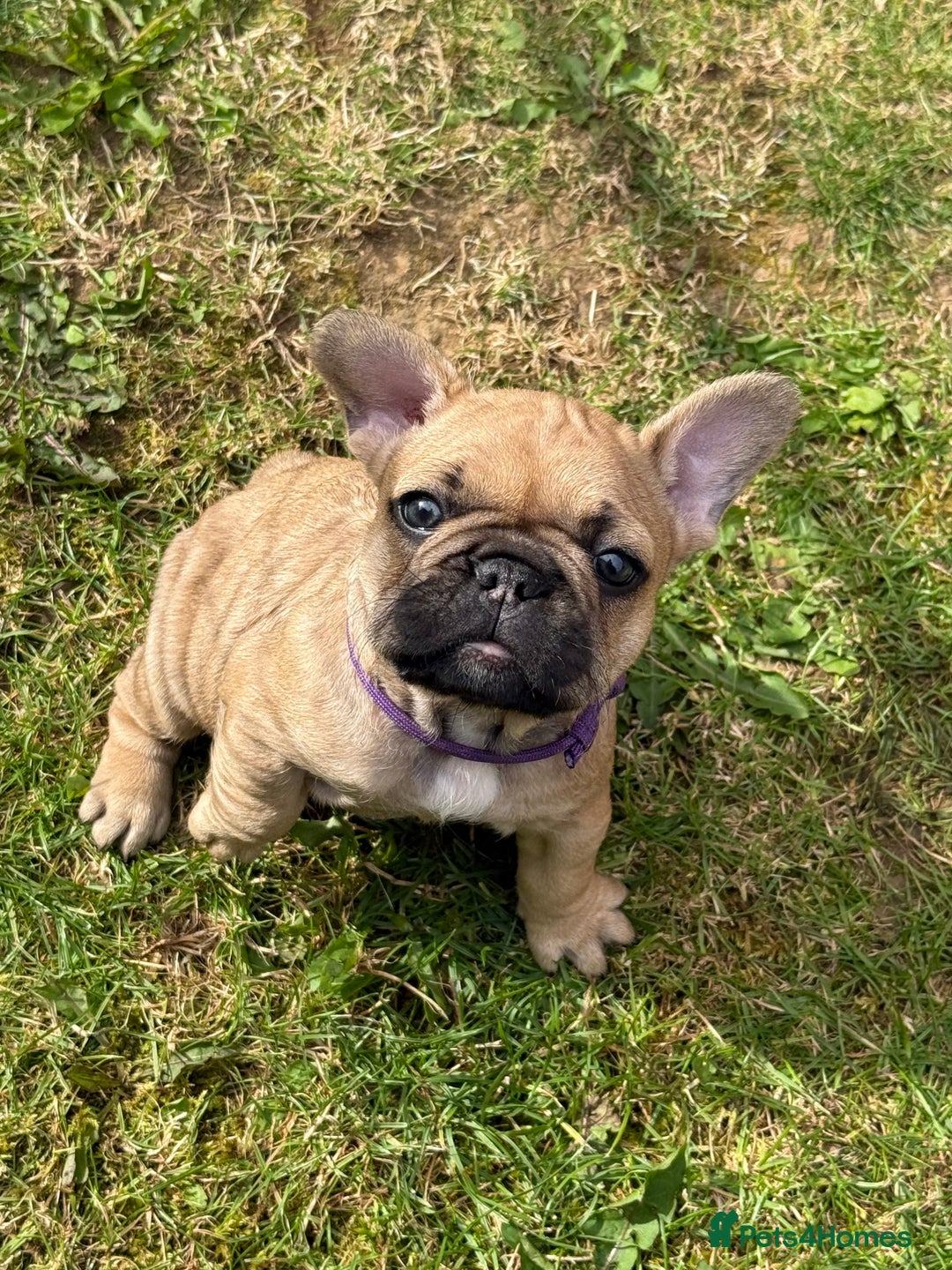 French Bulldog dogs for sale: KC HEALTH TESTED STANDARD FRENCH BULLDOG PUPS - Image 1