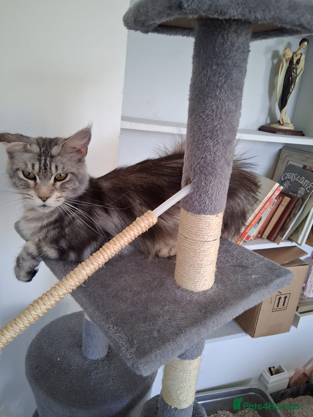 Maine Coon cats for sale: Beautiful Maine coon kittens 🤍🖤 - Advert 11