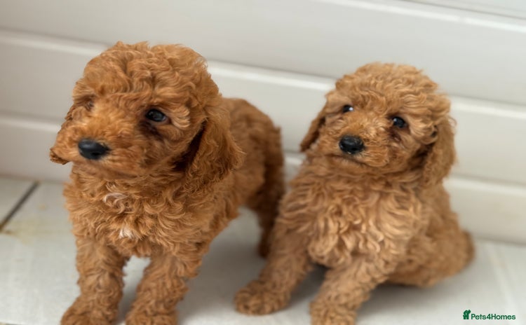 Maltipoo dogs - Advert 2