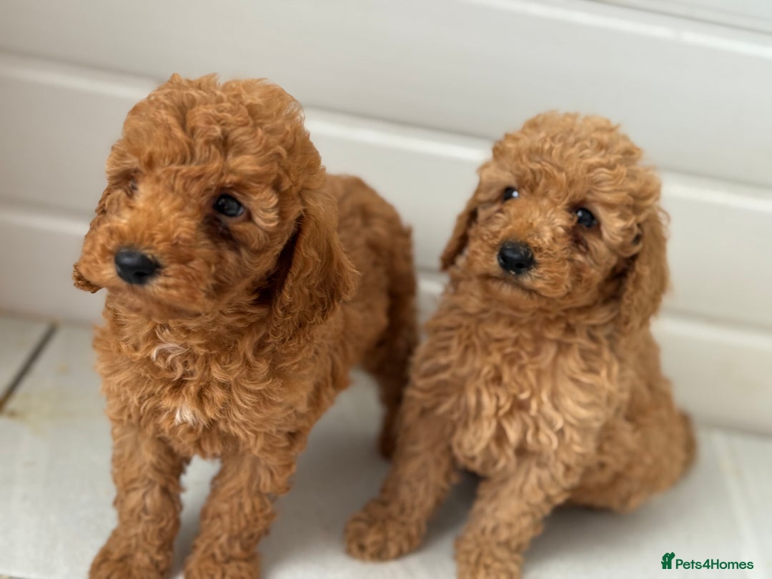 Maltipoo dogs for sale: Quality Korean maltipoos - Image 1