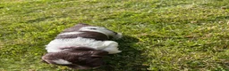 English Springer Spaniel dogs for sale: KC Registered Springer Spaniel Puppies - Advert 7