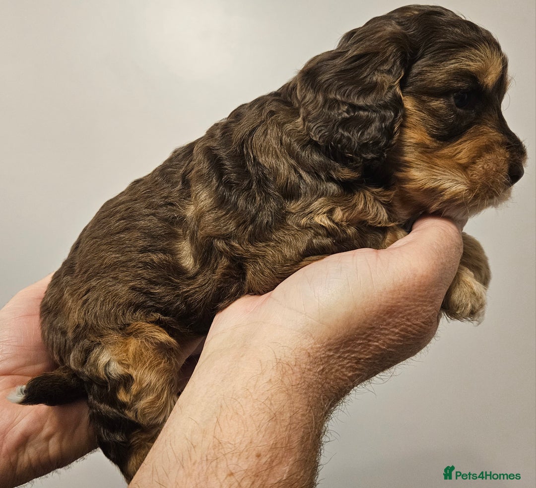 Cockapoo dogs for sale: Chocolate sable Cockapoo puppies - Image 3