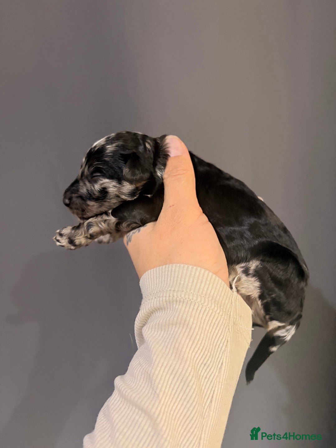 Goldendoodle dogs for sale: Superb litter of Mini Goldendoodle puppies  - Image 2