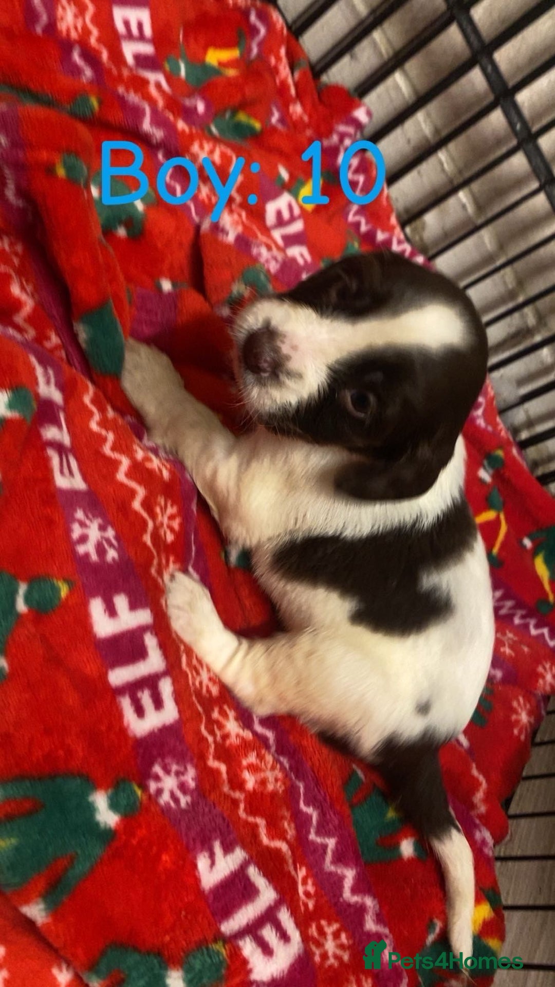 English Springer Spaniel dogs for sale: Beautiful litter of 11 springer spaniel puppies  - Advert 4