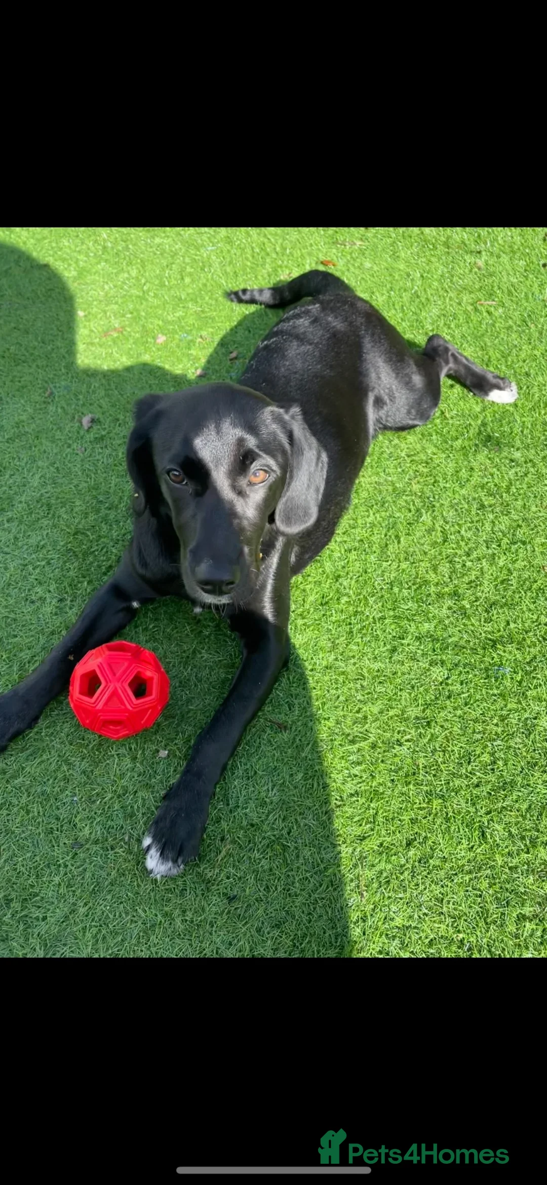 Mixed Breed dogs for sale: Beautiful Labhound looking for a new home - Advert 2