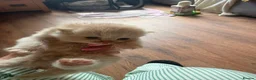 Persian cats for sale: Gorgeous persian kittens - Advert 16