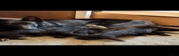 German Shepherd dogs for sale: 🐾 BEAUTIFUL GERMAN PUPPIES🐾 - Advert 10