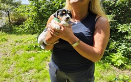 Jack Russell dogs for sale: Tri coloured & caramel JRT pups from organic farm - Image 7