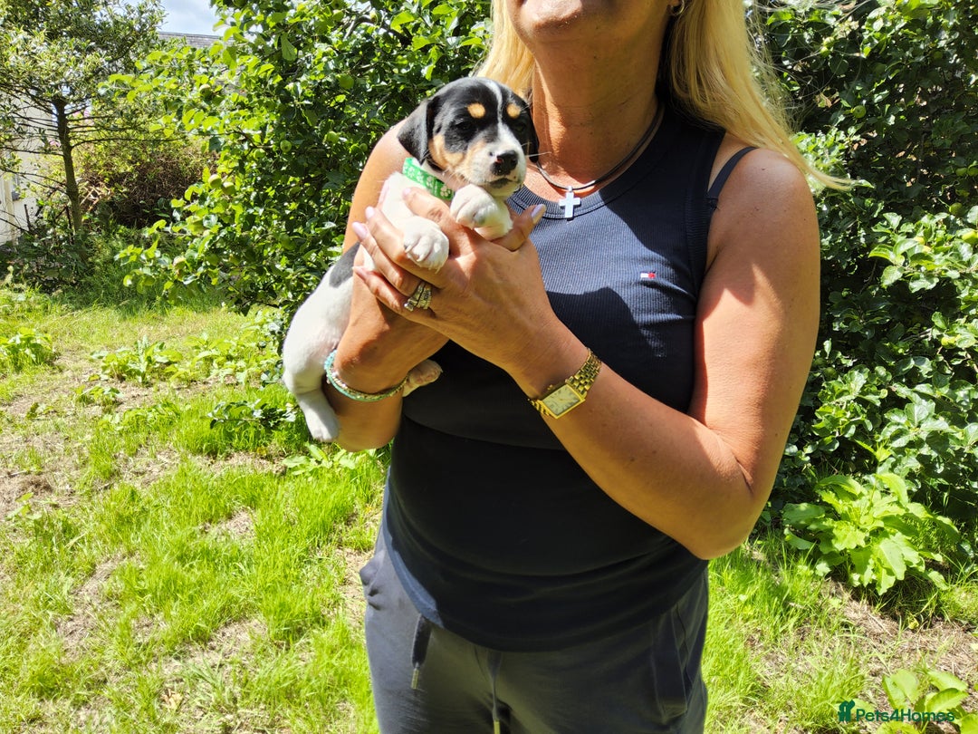 Jack Russell dogs for sale: Tri coloured & caramel JRT pups from organic farm - Image 7