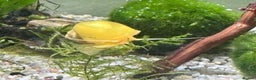 Snails fish for sale: Golden Apple Snails & Moss Balls  - Advert 7