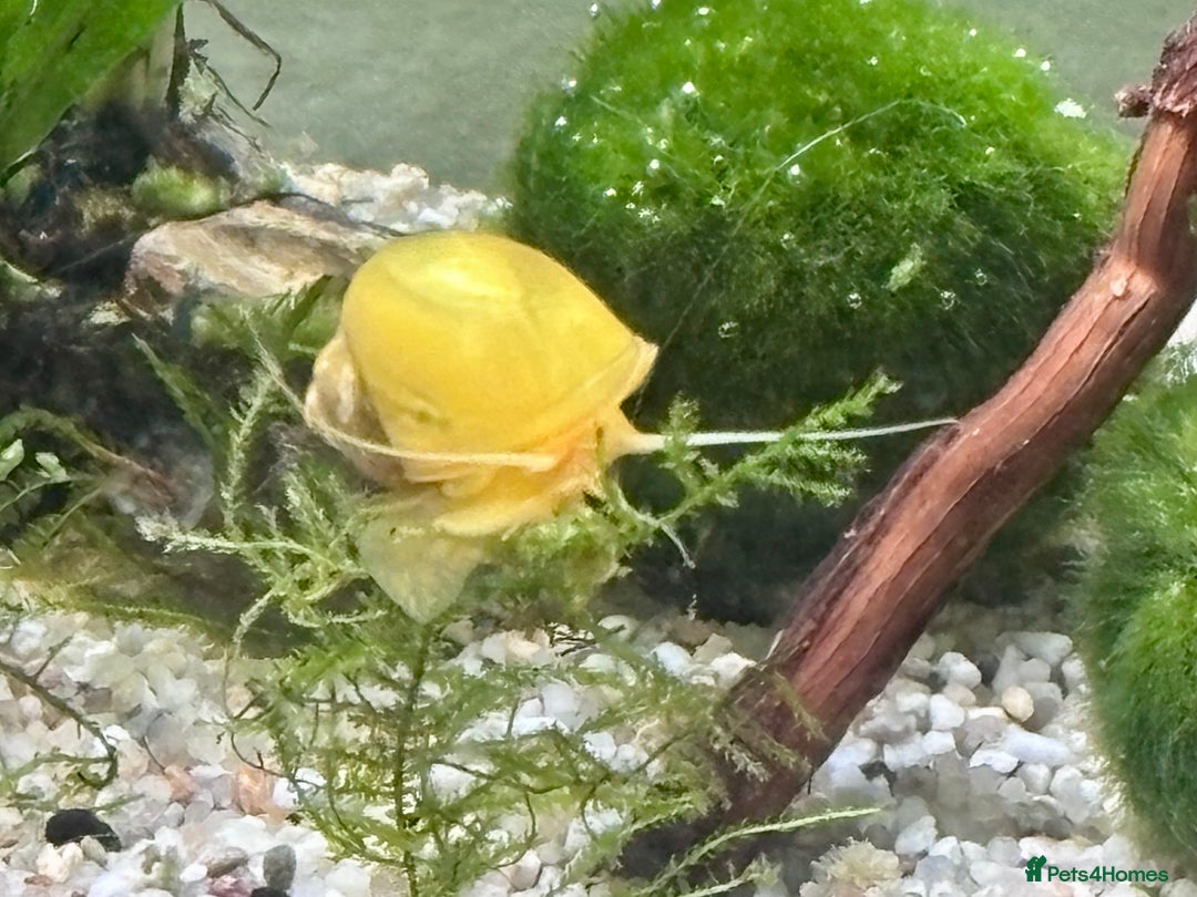 Snails fish for sale: Golden Apple Snails & Moss Balls  - Advert 7