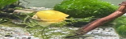 Snails fish for sale: Golden Apple Snails & Moss Balls  - Advert 7