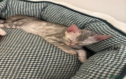 Bengal cats for sale: Unique Bengal Kittens  - Image 7