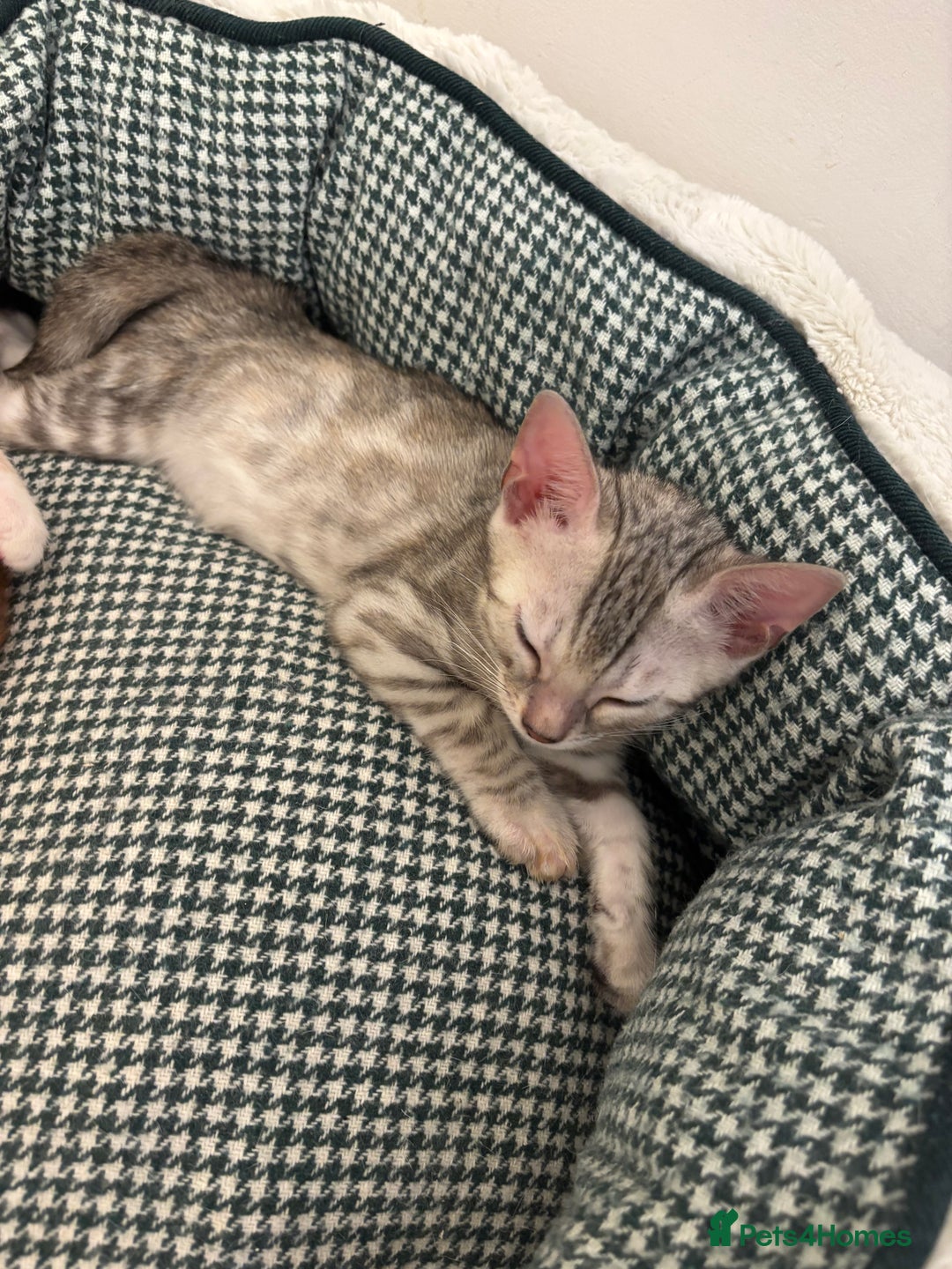 Bengal cats for sale: Unique Bengal Kittens  - Image 7