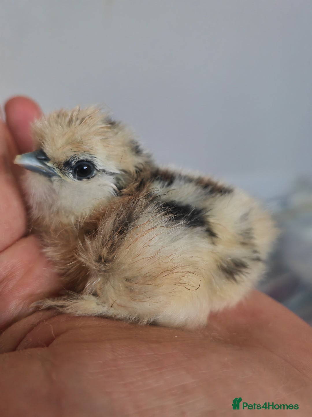 Chickens poultry for sale: USA silkie, jumbo coturnix, celadon quails - Image 11