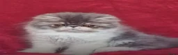 Exotic cats for sale: Stunning exotic/persian kittens - Advert 12