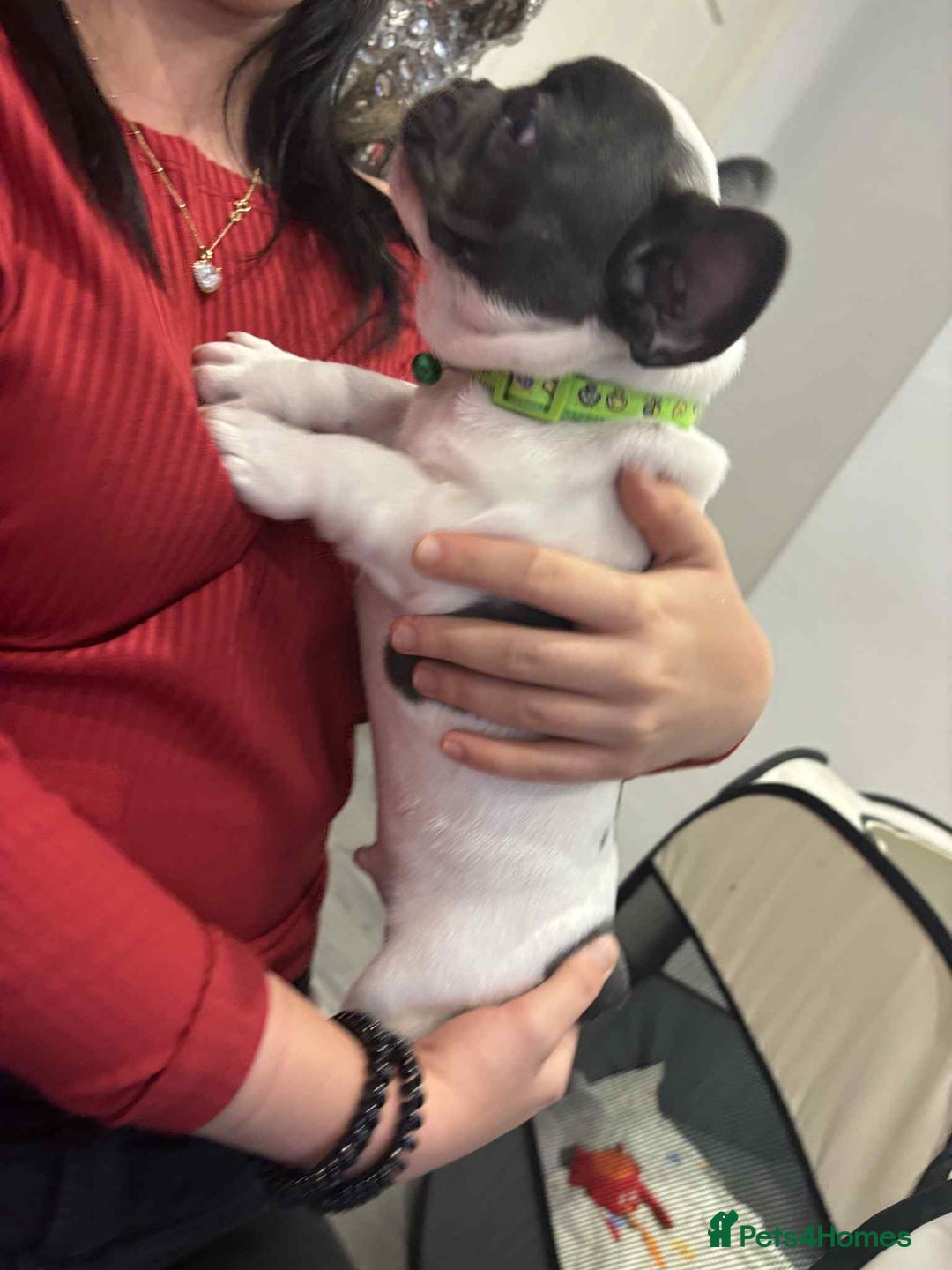French Bulldog dogs for sale: Kropek - Image 5