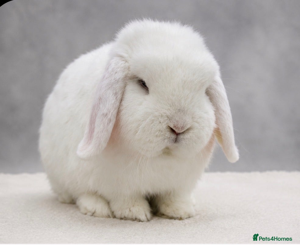 Dwarf Lop rabbits Dwarf lop boy - available now - Advert 2