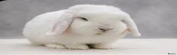 Dwarf Lop rabbits for sale: Dwarf lop boy - available now - Advert 1