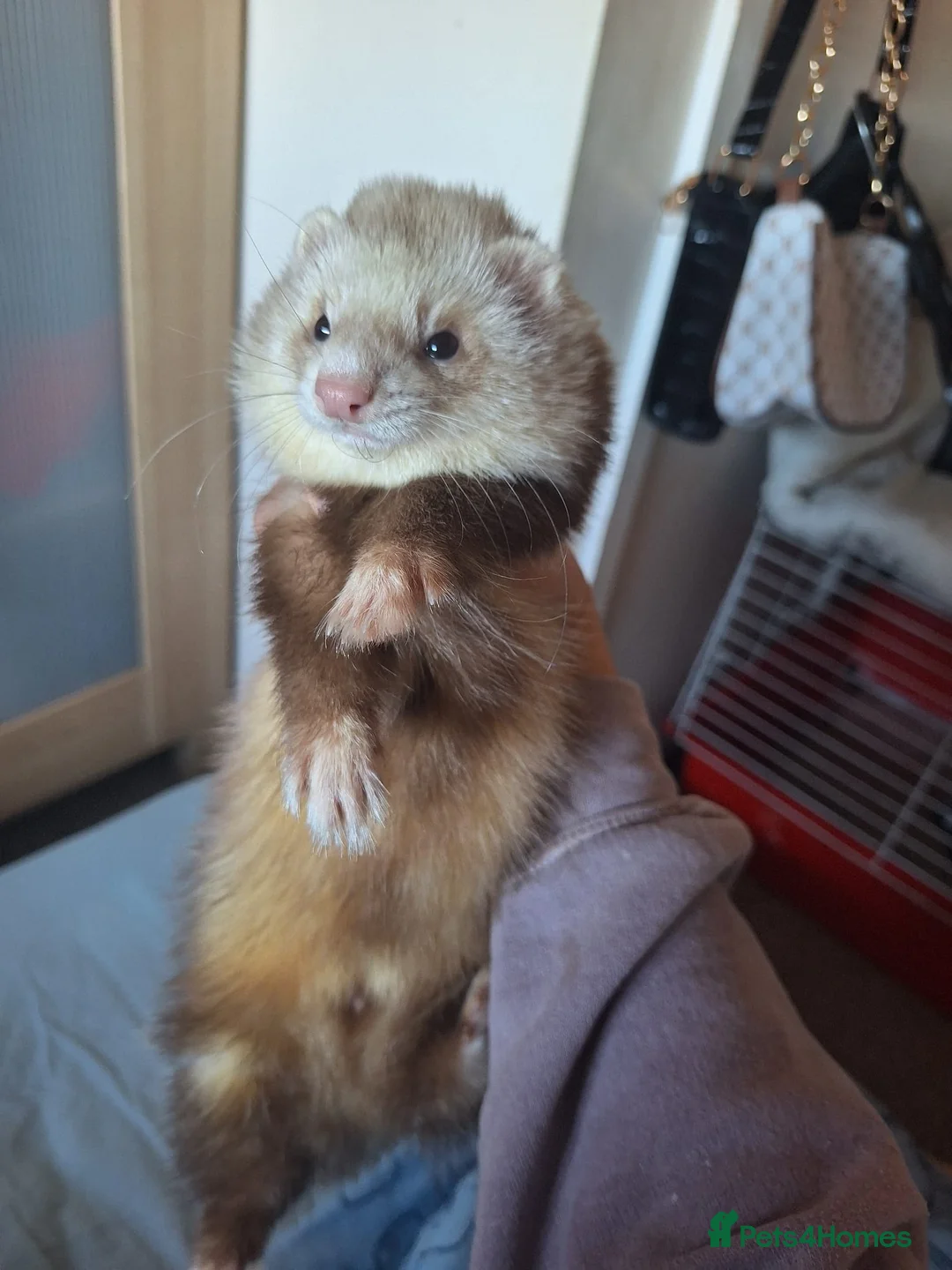 Ferret rodents for sale: Champagne hop ferret  - Advert 3