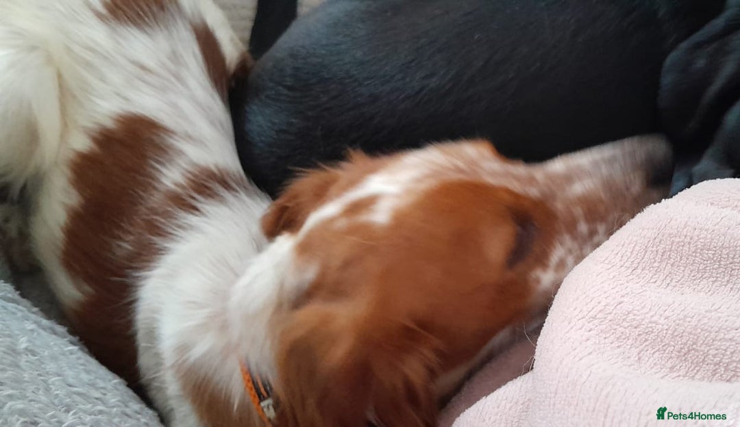 Brittany Spaniel dogs for adoption: Sweet Friendly Active Freckles in Norfolk - Image 6