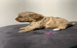 Cavapoo dogs for sale: Health tested cavapoos ready 8th december - Image 3